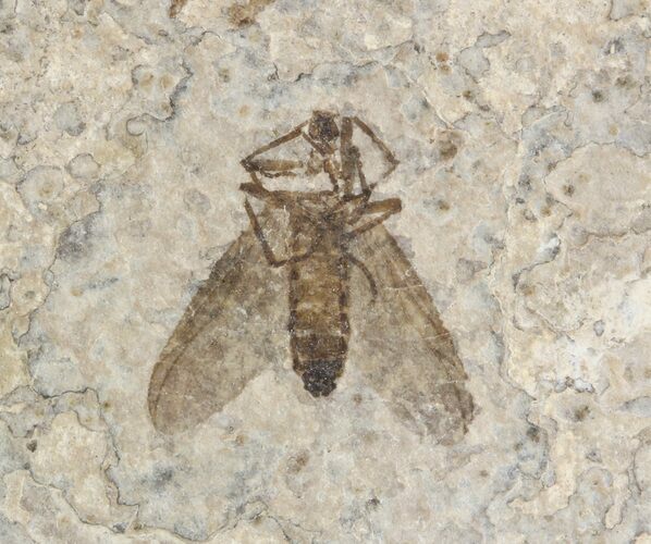 Double Fossil March Fly (Plecia) - Green River Formation #47159